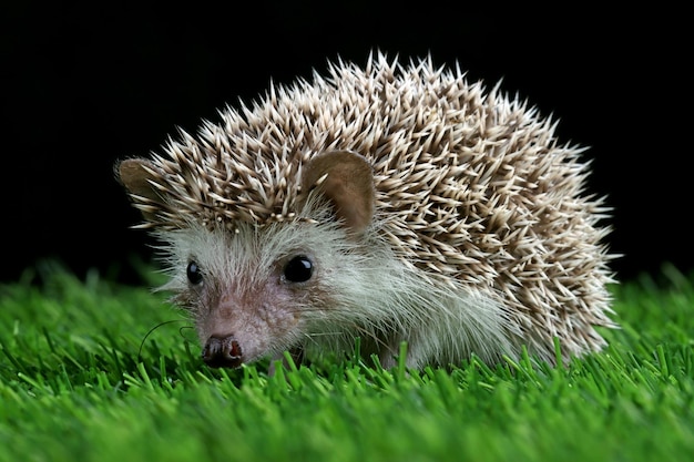 黒の背景を持つ苔のかわいい赤ちゃんハリネズミのクローズアップ