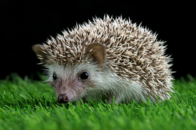 Cute baby hedgehog closeup on moss with black background