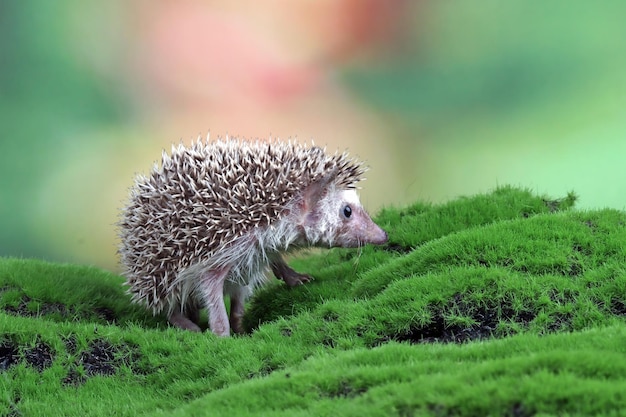 Бесплатное фото Милый ёжик крупным планом на траве малыш-ёжик играет на траве