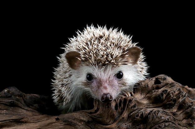 Free photo cute baby hedgehog closeup on wood with black background