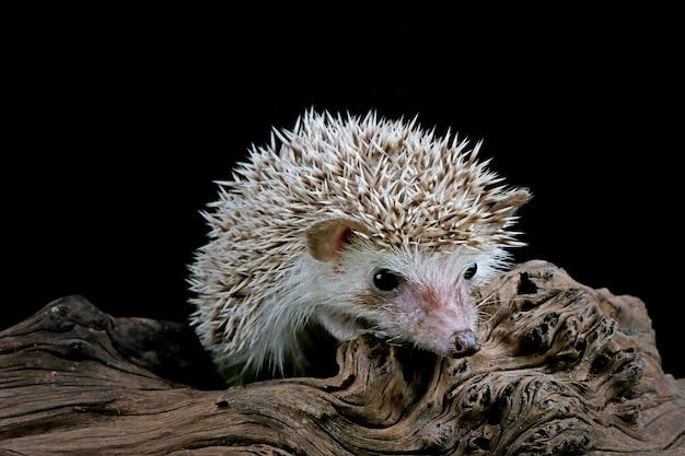 Cute baby hedgehog closeup on wood with black background