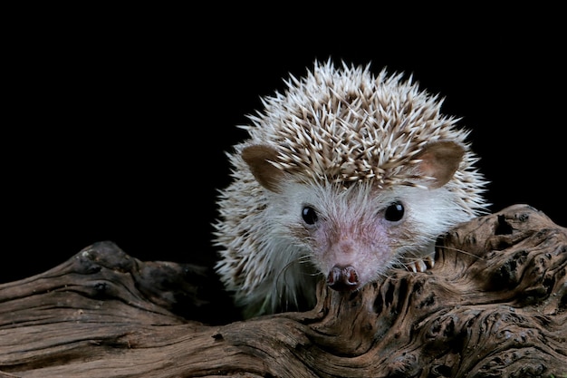 黒の背景と木の上のかわいい赤ちゃんハリネズミのクローズアップ