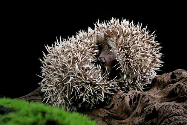 木の上で眠っているかわいい赤ちゃんハリネズミ