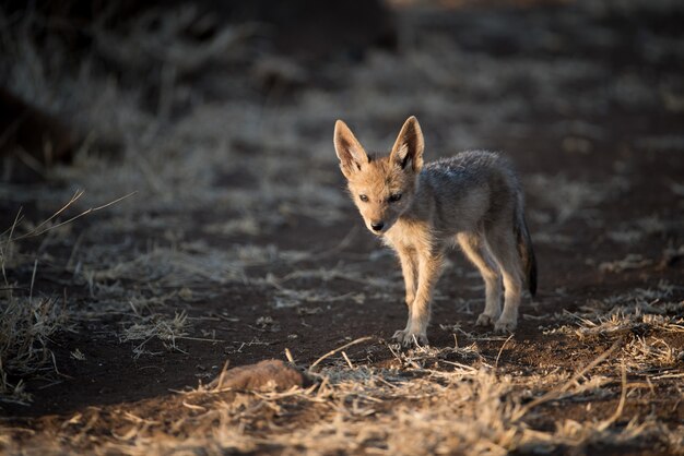Cute baby jackal walking alone in a bush field with a blurred background