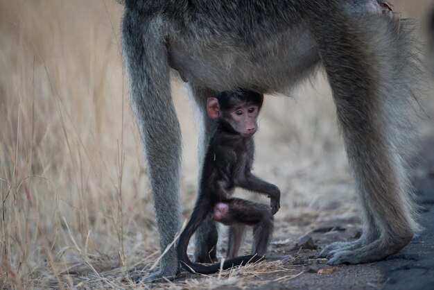 フィールドで母親と遊ぶかわいい赤ちゃん猿