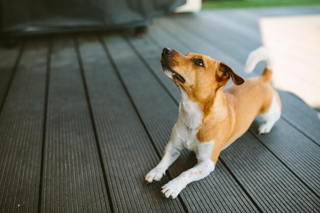 Милая собака басенджи играет на открытом воздухе в дневное время