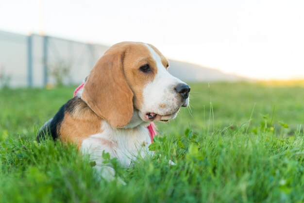 Cute beagle portrait