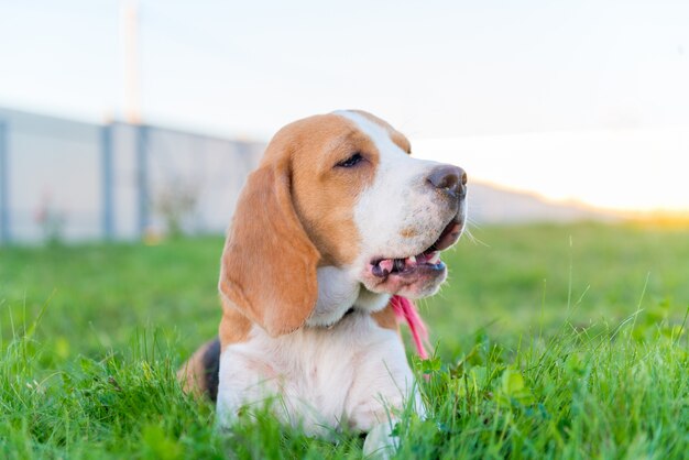 Cute beagle portrait