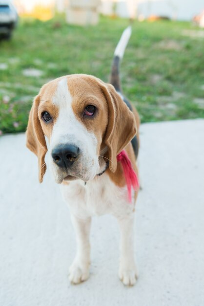 Cute beagle portrait