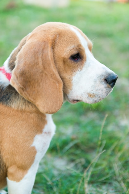 Cute beagle portrait