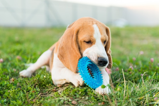 Cute beagle portrait