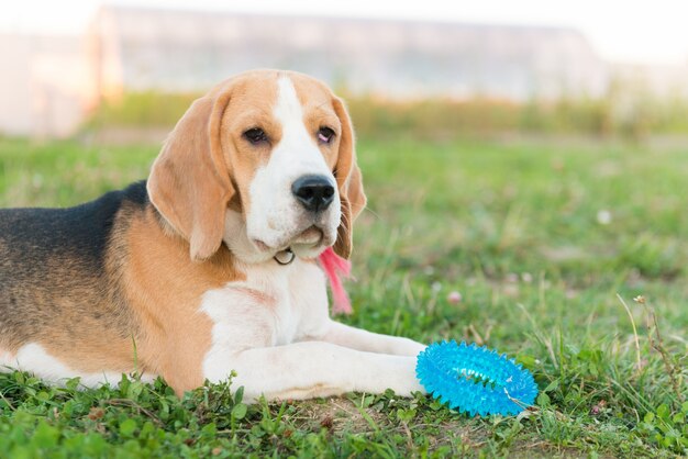 Cute beagle portrait