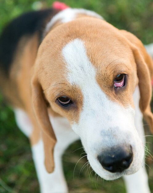 Cute beagle portrait