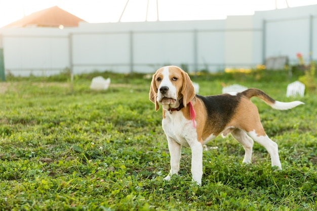 Foto gratuita ritratto di beagle carino