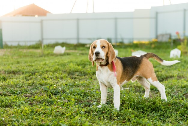 Cute beagle portrait