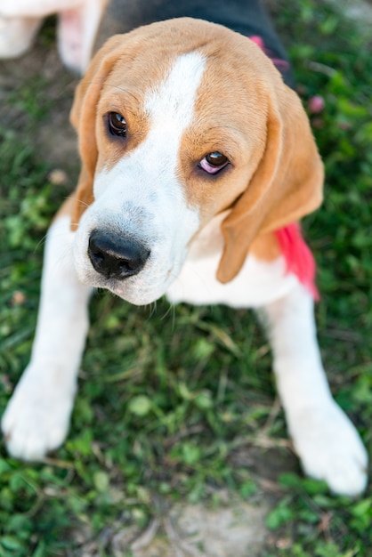 Cute beagle portrait