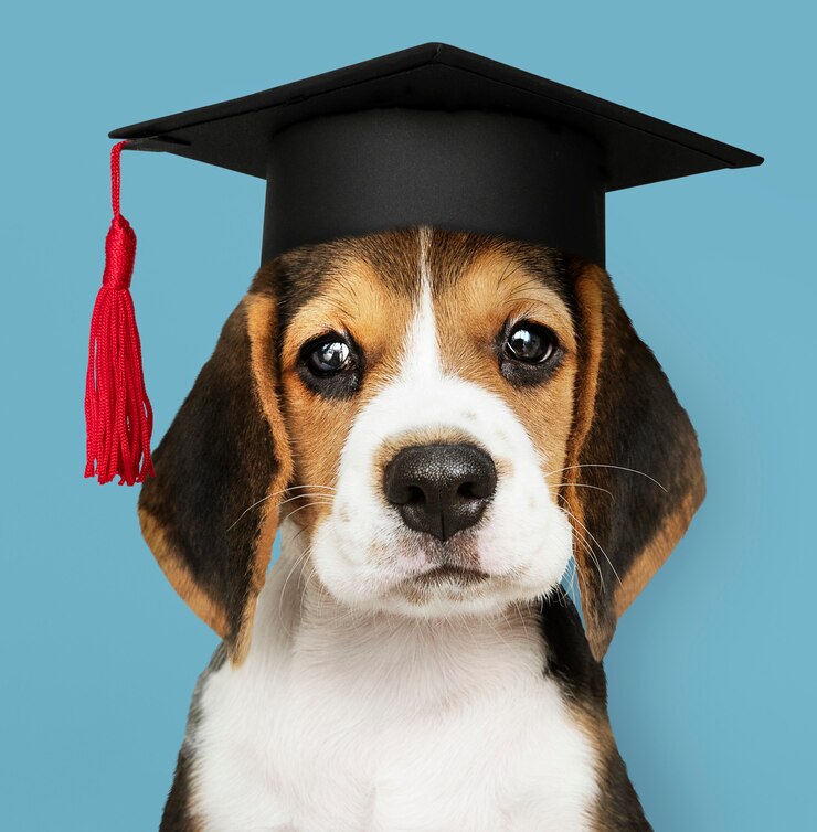 Free Photo cute beagle puppy in a graduation cap