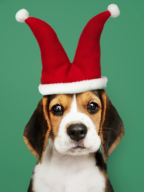 Cute Beagle puppy in a jester hat