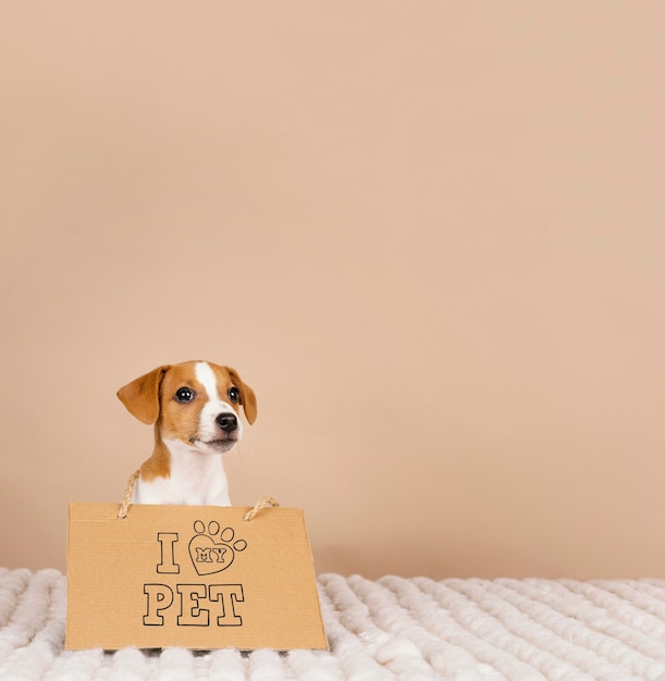 Free photo cute beagle wearing banner