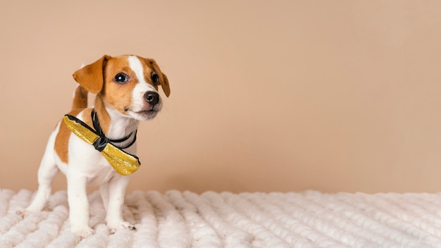 Cute beagle wearing yellow bow time