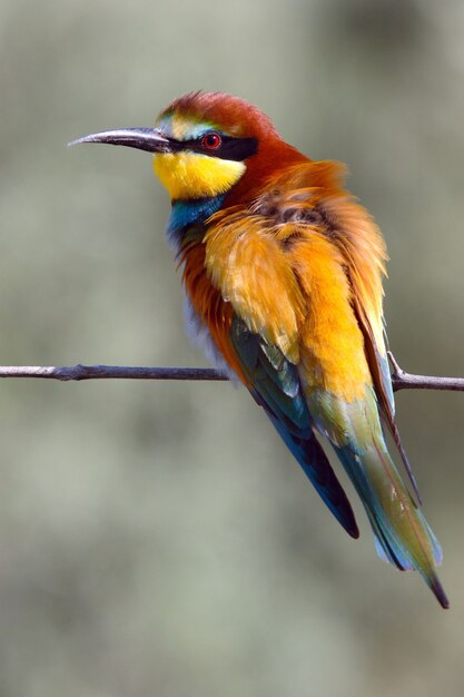 Cute Bee-eater colorful bird sitting on the tree branch with blurred background