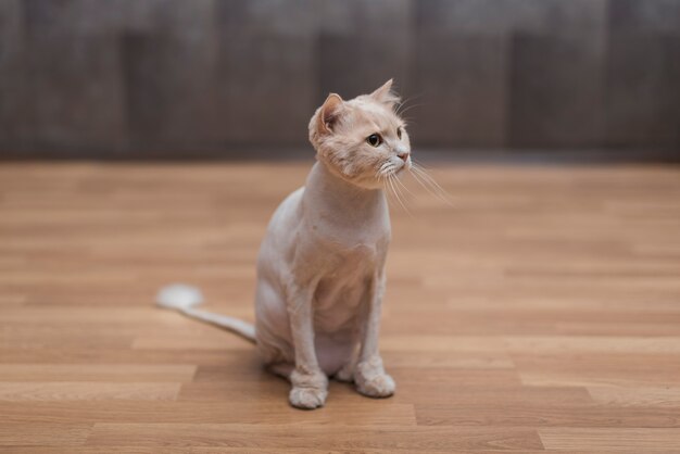 Cute beige cat sitting on floor 