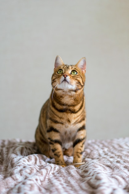 Free photo cute bengal cat looking up