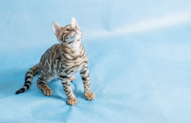 A cute bengal kitten looking up