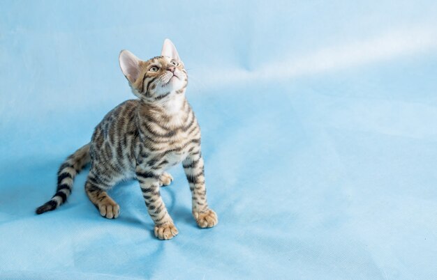 A cute bengal kitten looking up