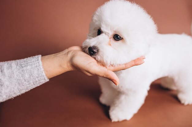 スタジオでポーズをとるかわいいビションフリーゼの子犬