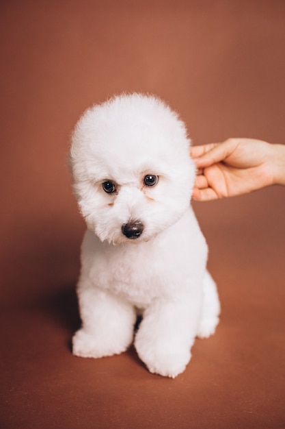 スタジオでポーズをとるかわいいビションフリーゼの子犬