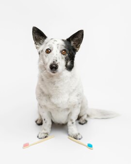 Симпатичная черно-белая собака сидит, смотрит в камеру, перед ней розовые и голубые зубные щетки.