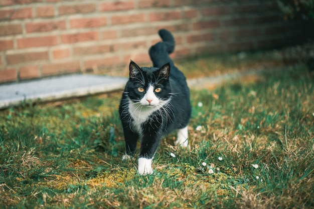 Милый черный кот смотрит в камеру на траве перед стеной