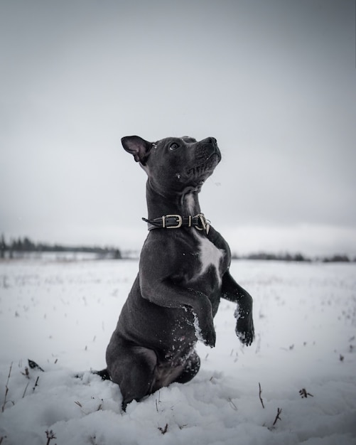 cute black dog hanging out in the snow