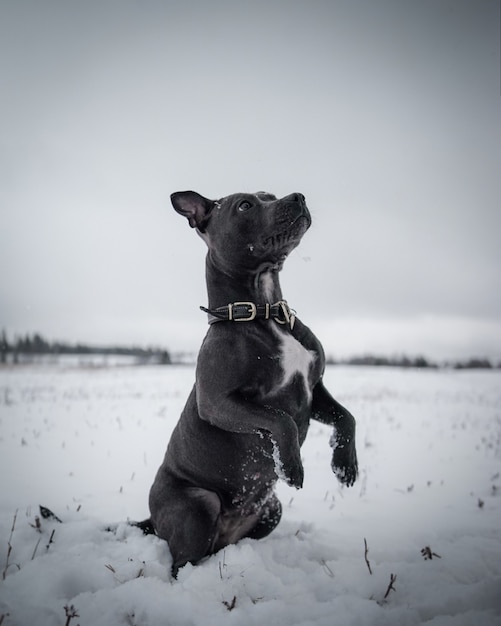 雪の中でぶらぶらしているかわいい黒犬