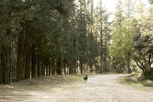 Free photo cute black dog walking in a forest with a lot of green trees