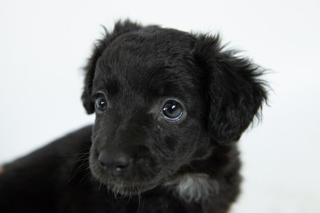 겸손한 표정으로 귀여운 검은 평면 코팅 리트리버 강아지