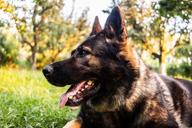 Cute black King Shepherd laying in the middle of the park on a sunny day