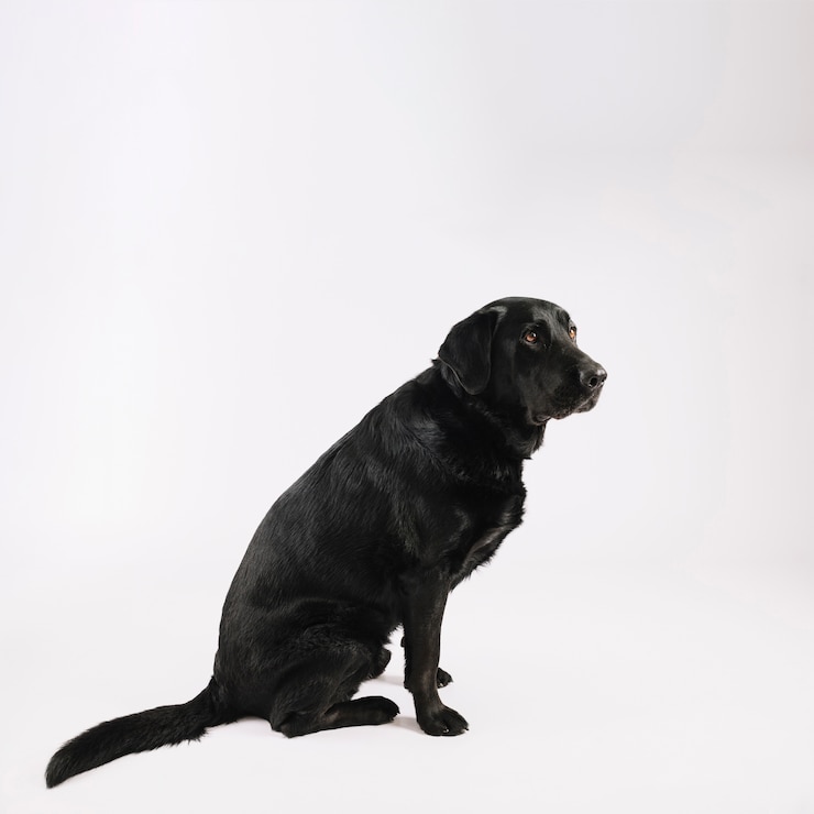 Free Photo cute black labrador