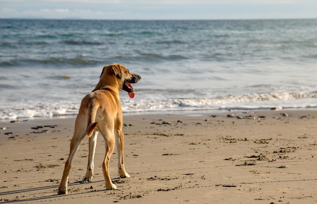 Cute Black Mouth Cur dog standing on the sandy beach by the beautiful ocean on a sunny day