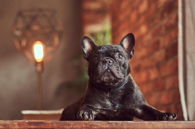 Cute black purebred pug lies on a table in the studio with a loft interior.