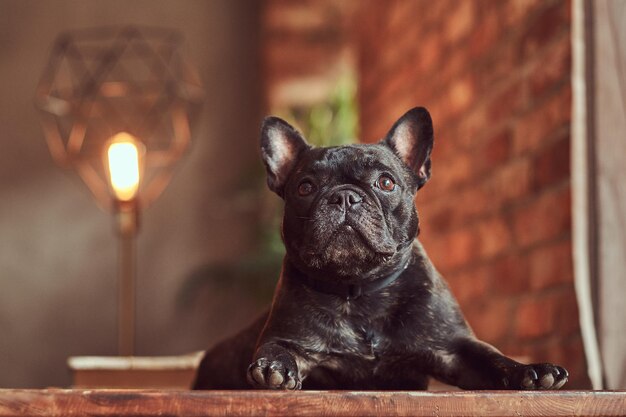 Cute black purebred pug lies on a table in the studio with a loft interior.