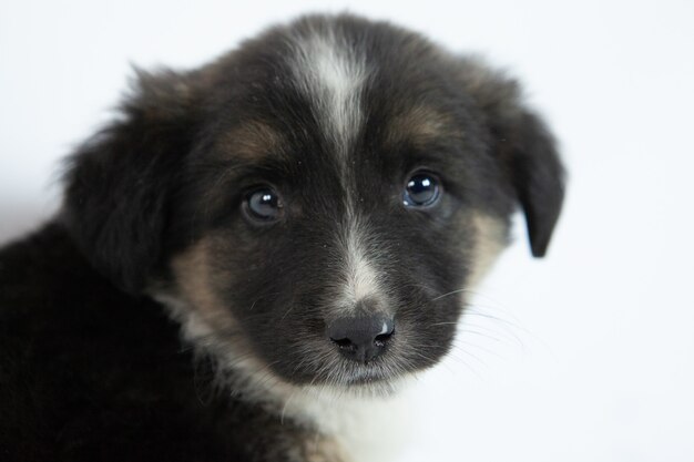 かわいい黒と白の子犬