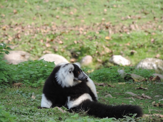 Free photo cute black and white striped monkey in a greenfield