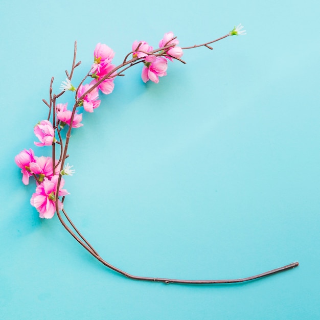 Cute blooming twig