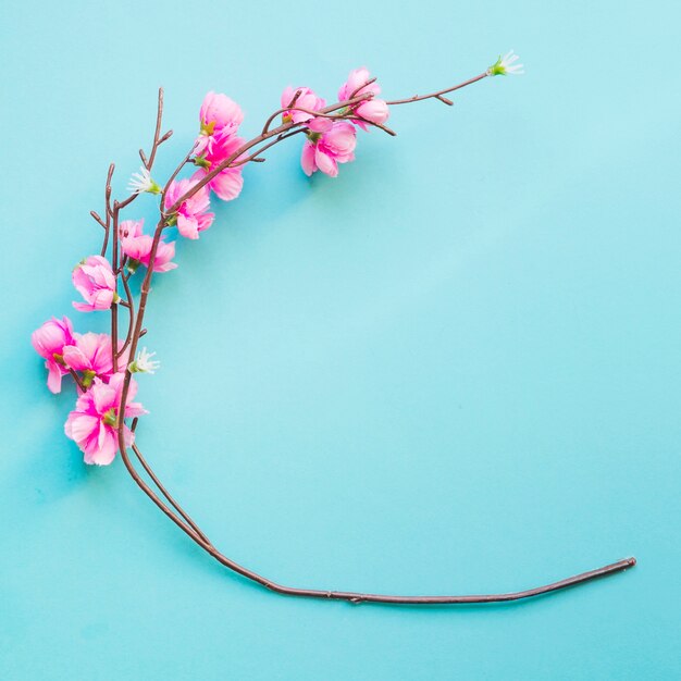 Cute blooming twig