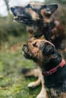 Free photo cute border terrier dog and a german shepherd sitting on the grass