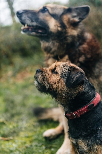 かわいいボーダーテリア犬と草の上に座っているジャーマンシェパード