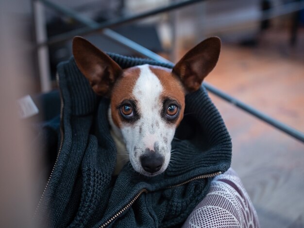 犬 画像 無料のベクター ストックフォト Psd
