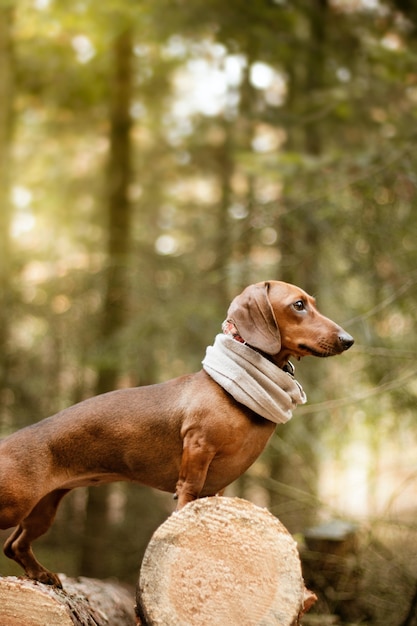 Foto gratuita cane bassotto marrone carino durante il giorno